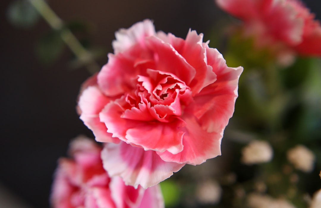 母の日ギフト2026 喜ばれる家電・キッチングッズ5選【予算別】