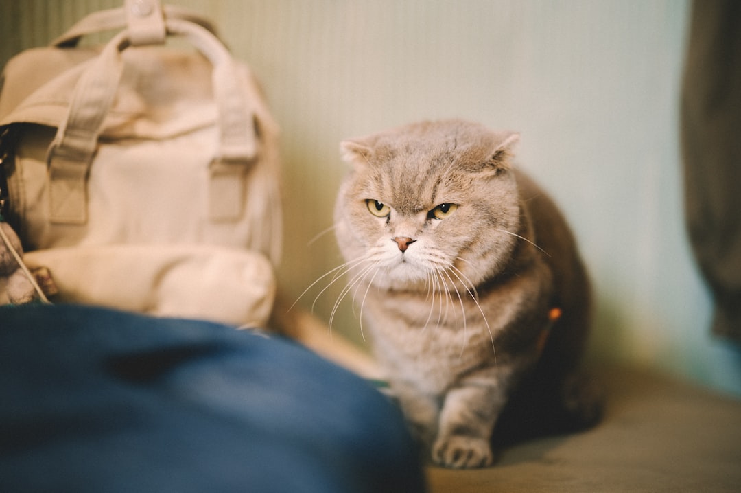 バックパックの隣に座っている猫
