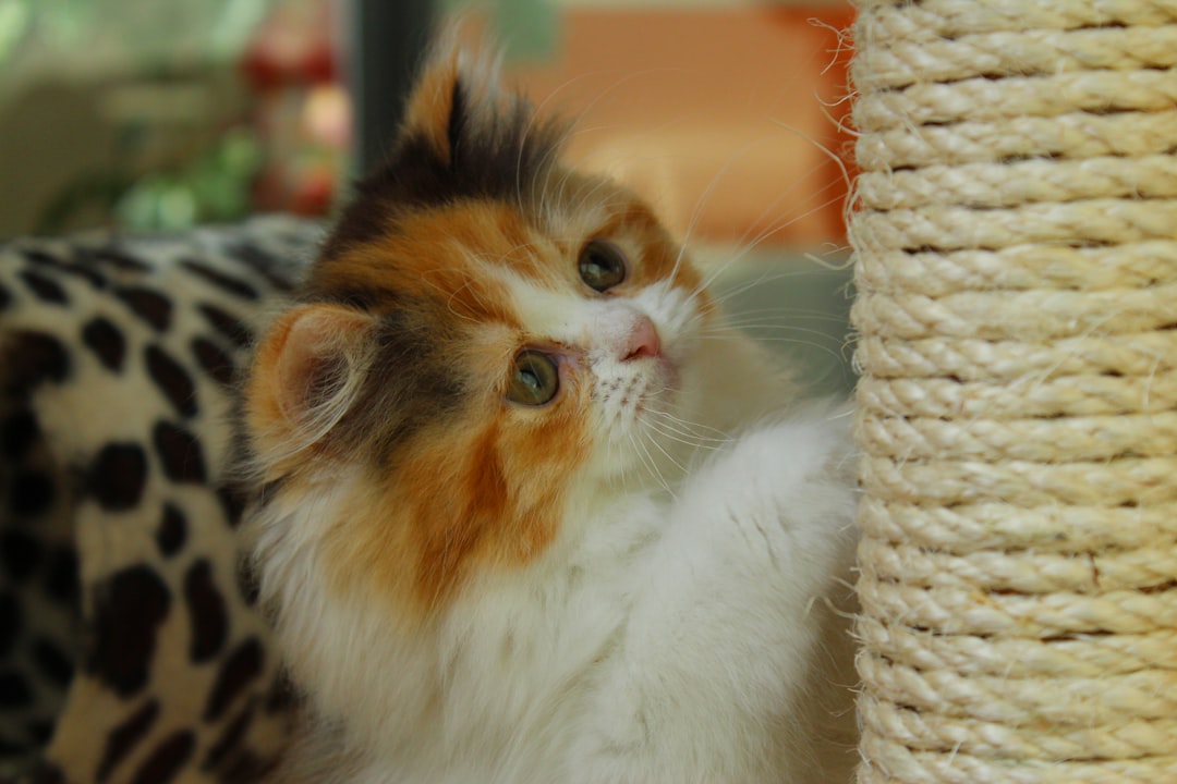 猫が爪をとぐ様子