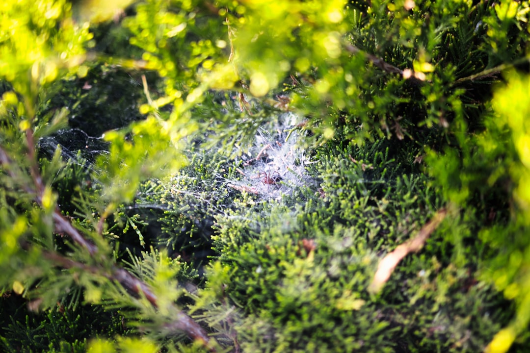 虫除けスプレーとアウトドアシーン