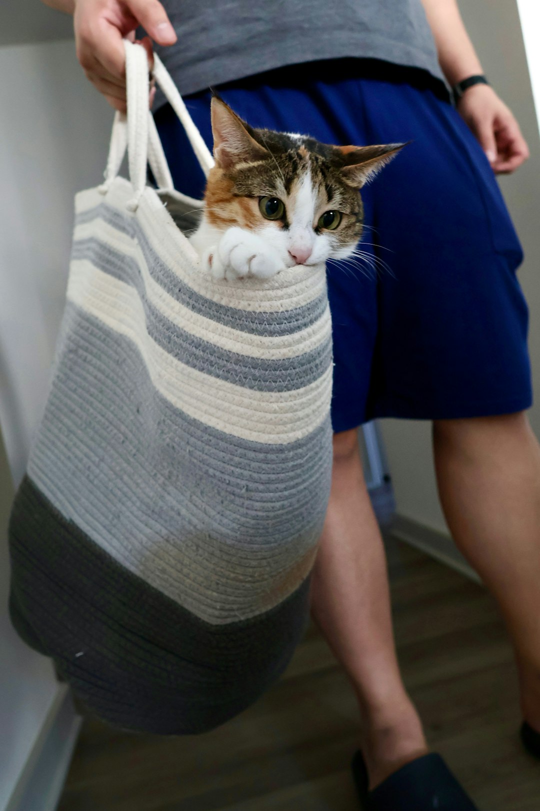 猫用キャリーバッグ