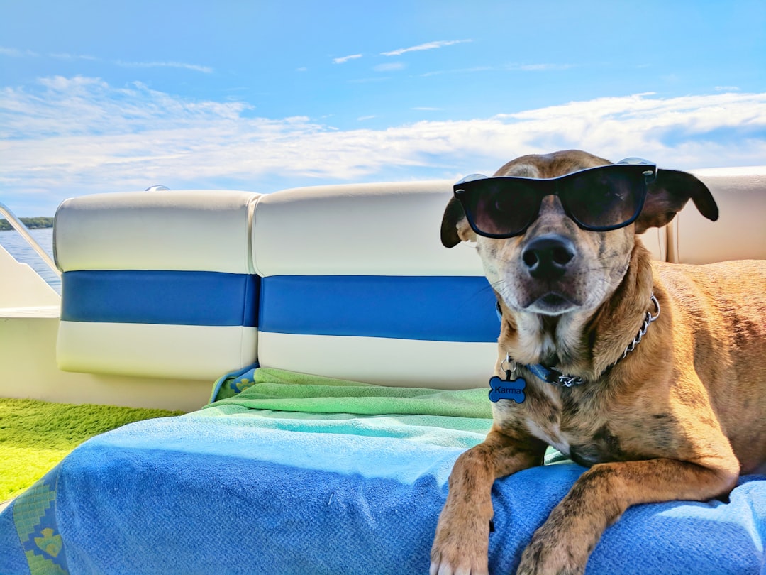 夏の暑さ対策をする犬