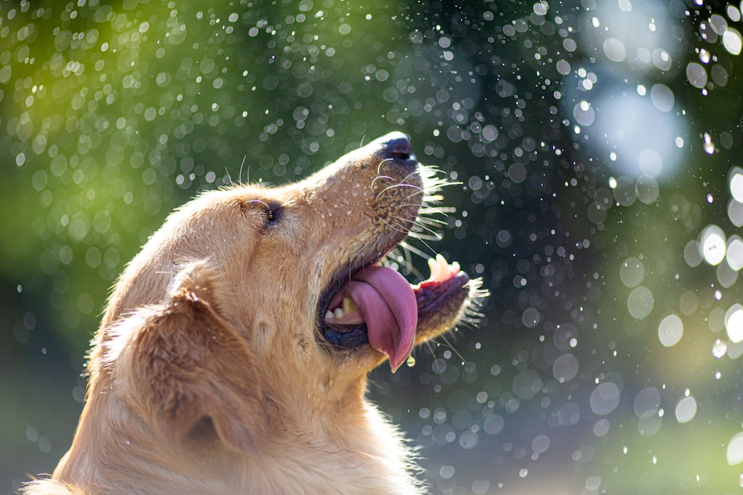犬用クールマット おすすめ 夏 熱中症対策