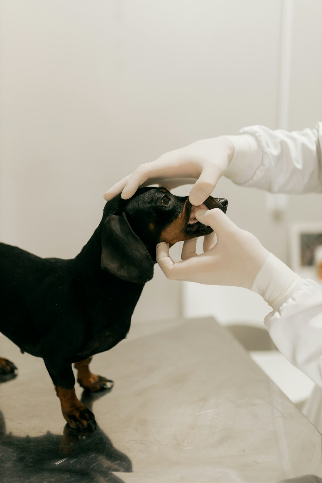犬の歯磨き・デンタルケア