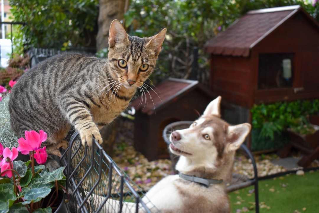 犬と猫が一緒に過ごす様子