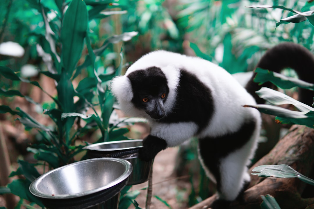 ペット用自動給水器 猫 犬