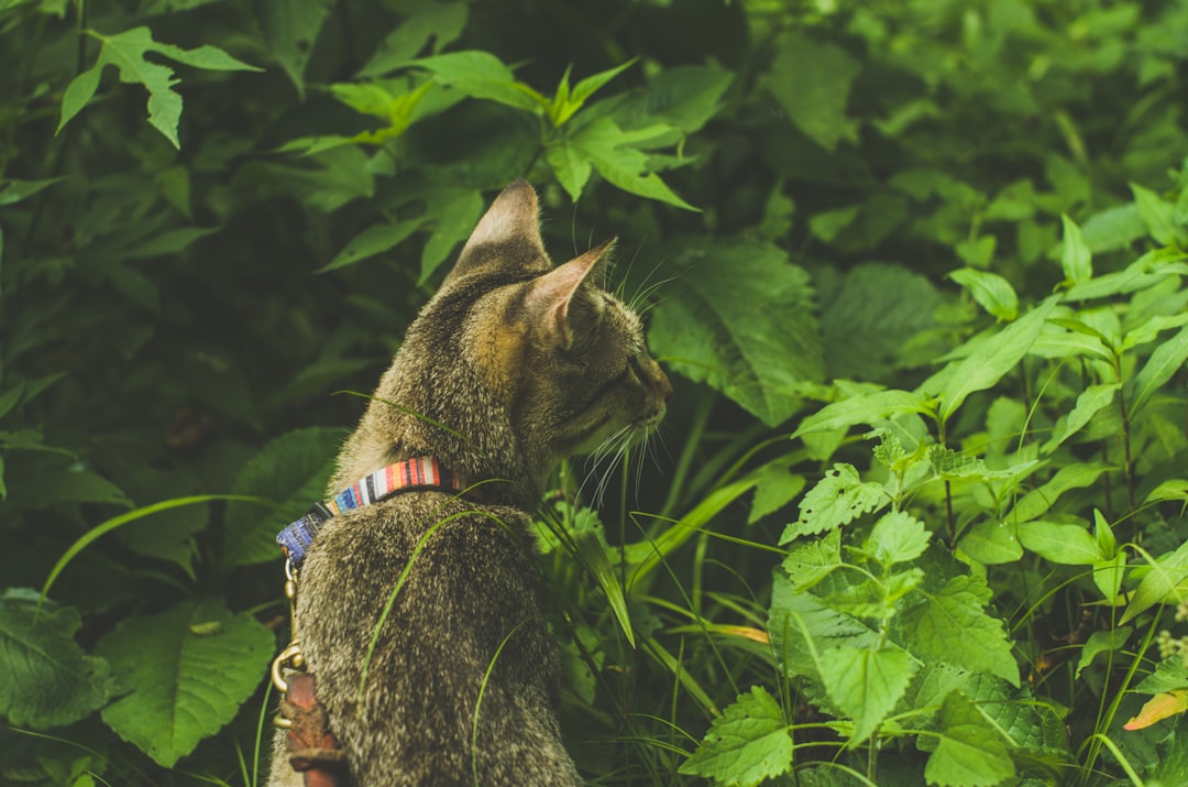 猫 夏 ひんやり 涼しい